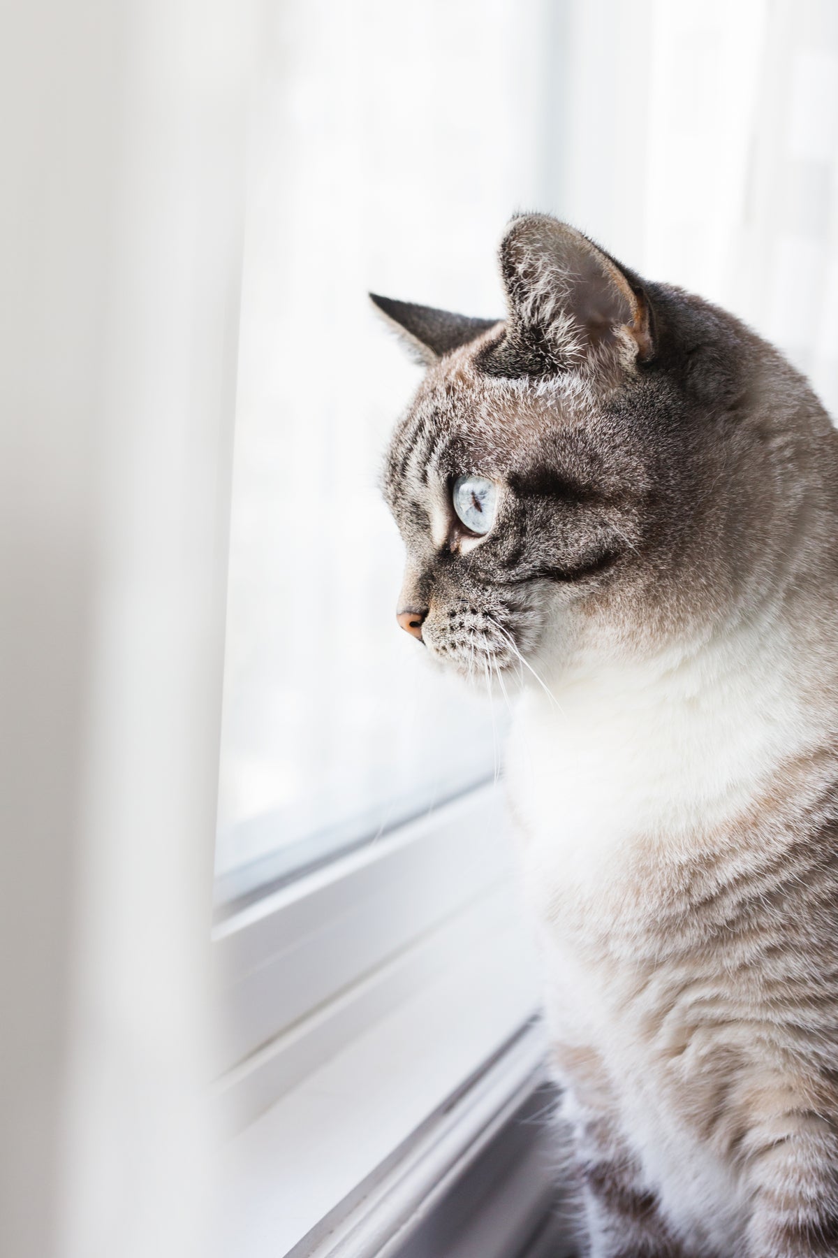 Feline Living